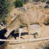 36_PLM buck